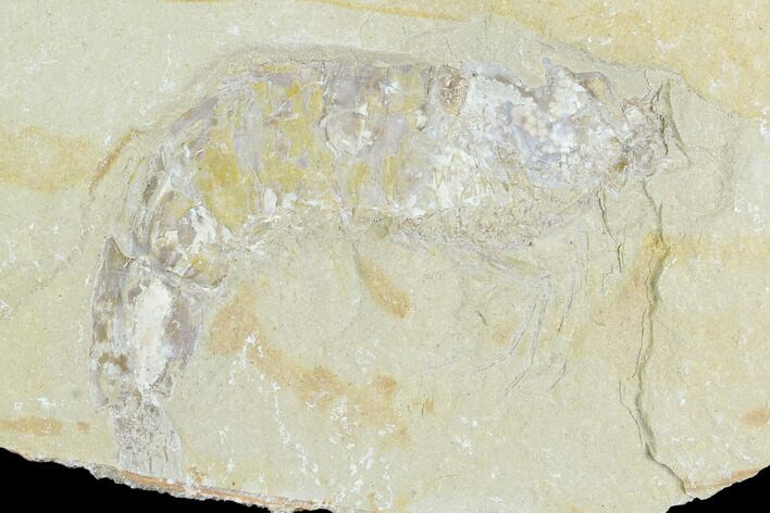 Cretaceous Fossil Shrimp - Lebanon #123985